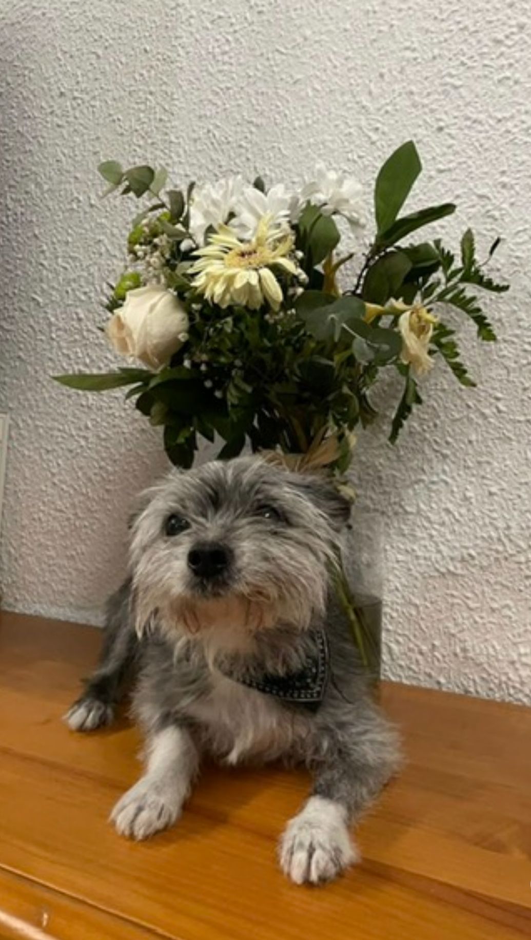 Chispa, perra maestra retirada